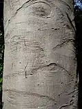 Bark