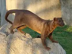 A cat-like mammal