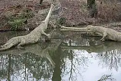 The two Teleosaurus