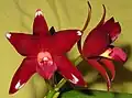 Ctt. Chocolate Drop 'Volcano Queen' (= C. guttata × Gur. aurantiaca)[6] (Formerly C. Chocolate Drop)