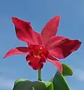 Ctt. Jewel Box 'Scheherazade' (= Gur. aurantiaca × C. Anzac 'Orchidhurst') Formerly Slc. Jewel Box, Ctt. Jewel Box is one parent of Ctt. Hazel Boyd.