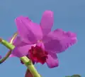 Ctt. Portia 'Gloriosa' (= Gur. bowringiana × C. labiata)[5] (Formerly C. Portia)