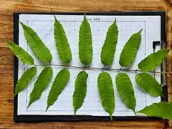 Compound leaf
