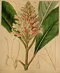 Phlogacanthus curviflorus