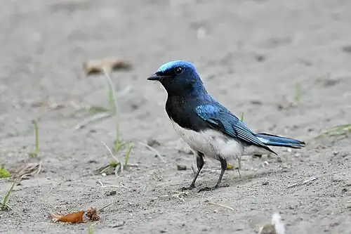 Adult male, Taiwan