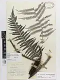 Herbarium specimen