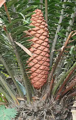 Leaves and strobilus of Encephalartos sclavoi