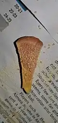 Microsporangium with pollen sacks and yellow pollen