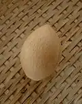 Seed