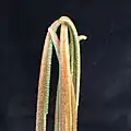 Unfurling leaves, showing involute vernation