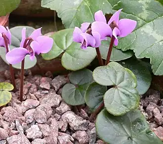 C. parviflorum
