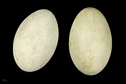 Eggs – MHNT