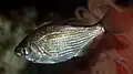 Shiner surfperch(Cymatogaster aggregata) found in subtidal zones[47]