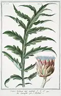 Artichoke