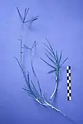 Bermuda grass (Cynodon dactylon)
