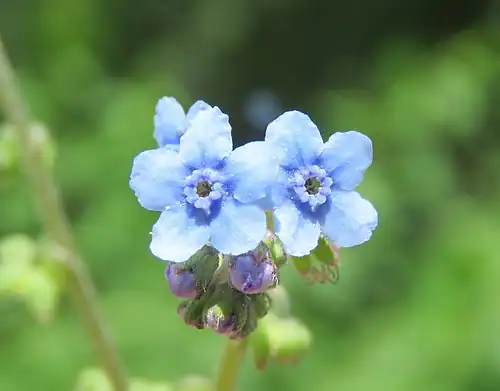 Flower detail