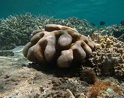 "Cyphastrea serailia" off Réunion