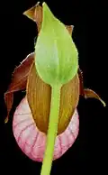 Back of flower
