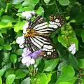 The common mapwing (Cyrestis maenalis maenalis)