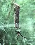 Female with eggsac in Okinawa
