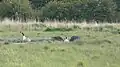 Canada geese are regular visitors.