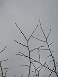 U. laciniata twigs