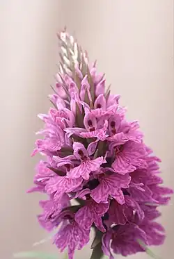 D. maculata subsp. fuchsii hebridensis