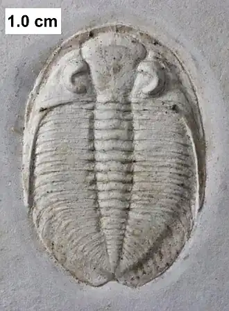 Waukeshaaspis, a dalmanitid trilobite which is one of the more common arthropods from the Waukesha Biota.
