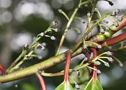 Female flowers in Japan