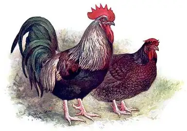 Prize Dark Dorkings