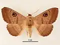Male, dorsal view