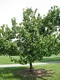 Young tree