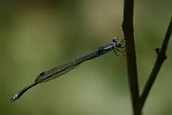 Male