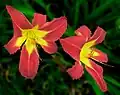 H. 'Ruby Spider'