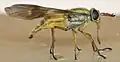 Deerfly from coastal Georgia, US