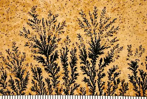 Manganese dendrite (crystal) on a limestone bedding plane from Solnhofen, Germany. Scale in mm.