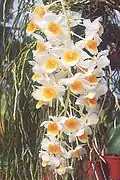 Dendrobium Chet's Choice (Dendrobium densiflorum × farmeri), a hybrid belonging to the section Densiflorum (syn. Callista)