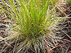 Individual clump.