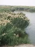 Desert Lake