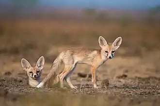 Pups at den