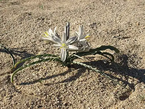 H. undulata growing in Vallecito Mountains, elevation 420 metres (1,380 ft)
