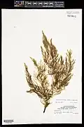 Collected and pressed sample 1972