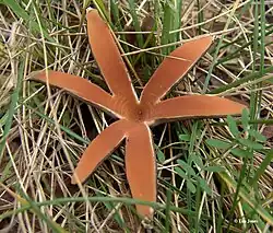 A mushroom that somewhat resembles a dark brown or black cigar before it splits open radially into a starlike arrangement of four to seven leathery rays.