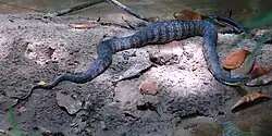 Diamondback watersnake (Nerodia rhombifer) in San Jacinto County