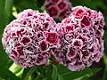 Double Sweet William