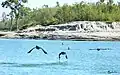 A view from Dibru-Saikhowa National Park