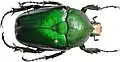D. d. oberthuri female from Muheza, Tanzania