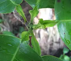 Distinctive flattened petioles