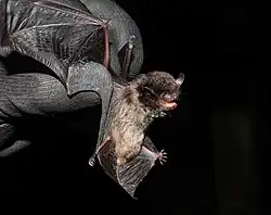 Gray bat