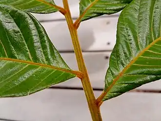 Grooved rachis